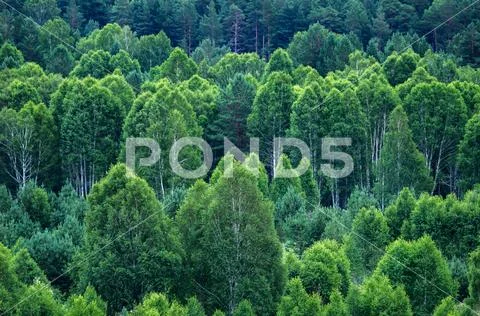 Pattern of layers of forest trees, evergreens in the mountains Stock Photos