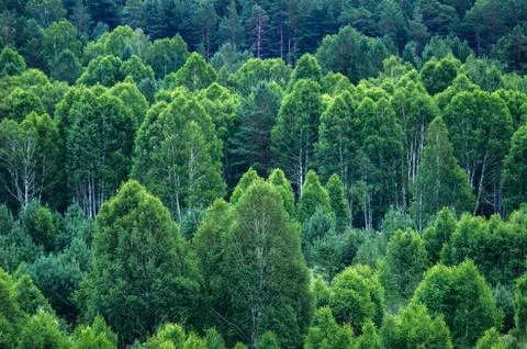 Pattern of layers of forest trees, evergreens in the mountains Stock Photos