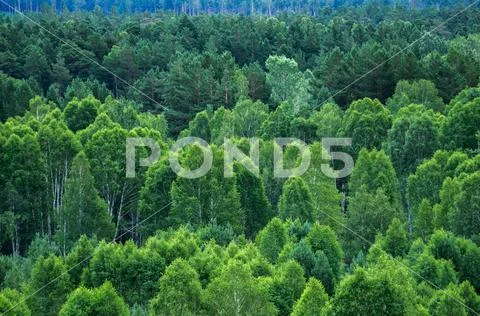 Pattern of layers of forest trees, evergreens in the mountains Stock Photos
