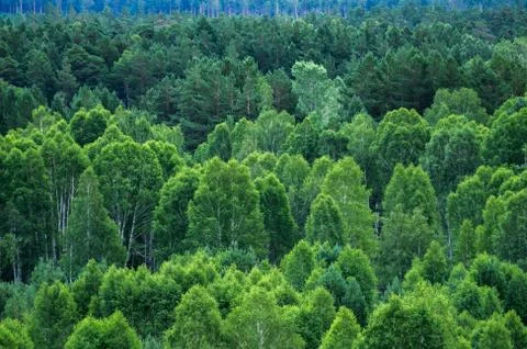 Pattern of layers of forest trees, evergreens in the mountains Stock Photos