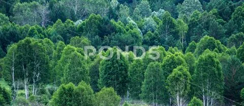 Pattern of layers of forest trees, evergreens in the mountains Stock Photos