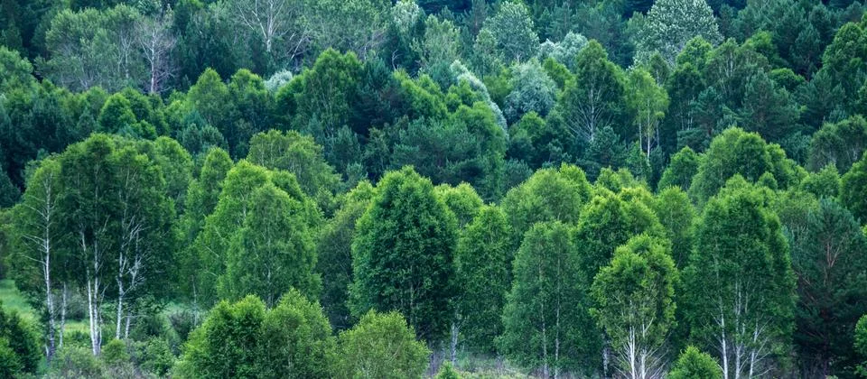 Pattern of layers of forest trees, evergreens in the mountains Stock Photos