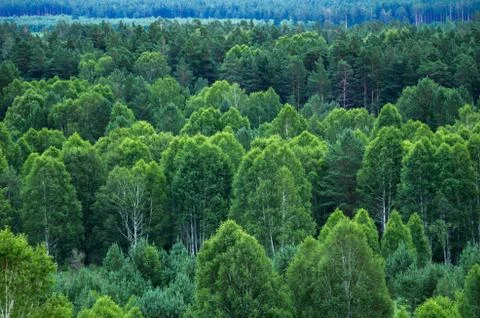 Pattern of layers of forest trees, evergreens in the mountains Stock Photos