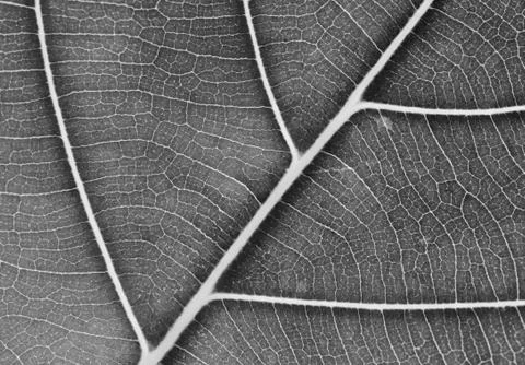 Pattern of leaf closeup for background Stock Photos