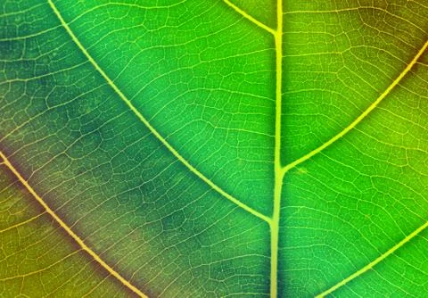 Pattern of leaf closeup for background Stock Photos