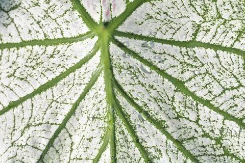 Pattern on leaf Stock Photos