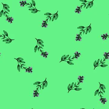 Pattern leaf sage sketch hand drawn 스톡 일러스트