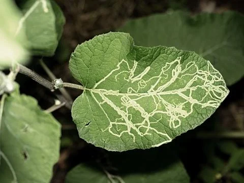 Pattern of Leaf with worm or caterpillar traces.  Thistle infested Stock Photos