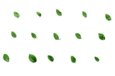 Pattern with leaves and petals, isolated on white background. flat, top view Stock Photos