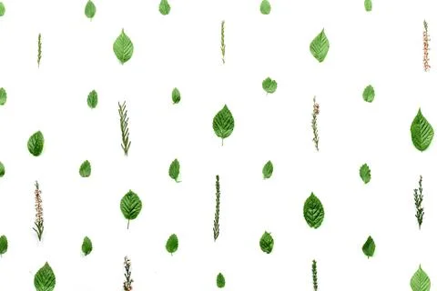 Pattern with leaves and petals, isolated on white background. flat, top view Stock Photos