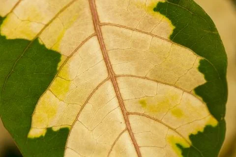 The pattern of the leaves are white, alternating green. Fotos Stock