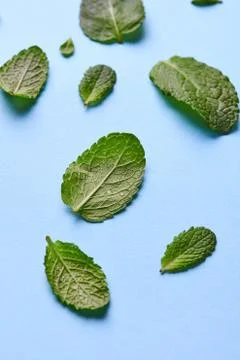 Pattern from the leaves of green mint on a blue background Foto stock