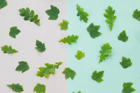 Pattern with leaves, oak, maple, pastel background, lay flat, the top view.co Stock Photos