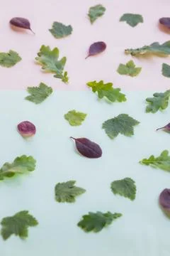 Pattern with leaves, oak, maple, pastel background, lay flat, the top view.co Stock Photos