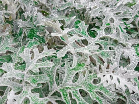Pattern from leaves of ornamental plants Stock Photos