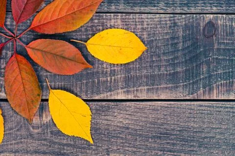 Pattern from leaves of Stock Photos