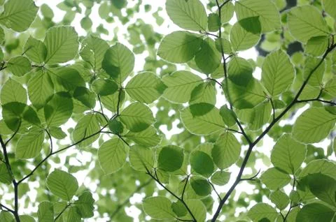 Pattern of leaves Stock Photos