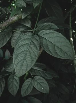 Pattern leaves Stock Photos