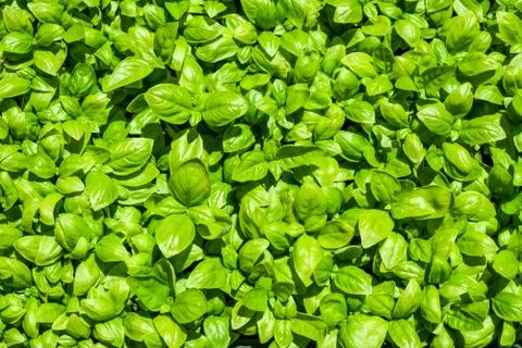 Pattern with the leaves of small basil plants Foto stock