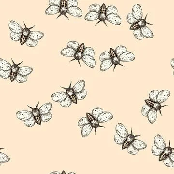 Pattern lepidoptera night moth sketch hand drawn Stock Illustration