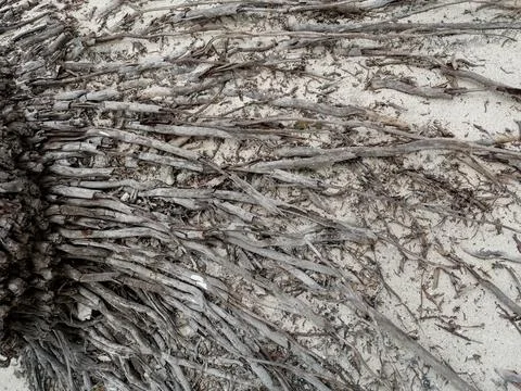 Pattern of light gray dry wood roots on the sand wallpaper Stock Photos