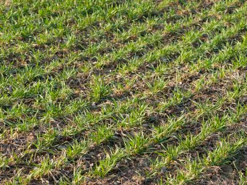 Pattern of lines of young green Corn field Stock Photos