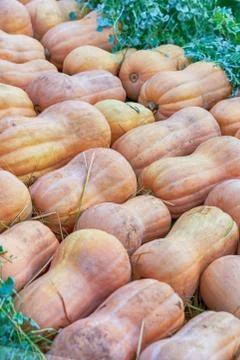 Pattern long orange pumpkin background flora closeup vertical design Foto stock