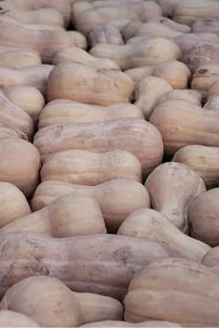 Pattern long pumpkin orange art design background vegetable substrate web Foto stock