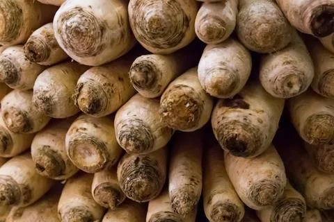 Pattern long vegetables white radish daikon background stack of folded fruits Foto stock