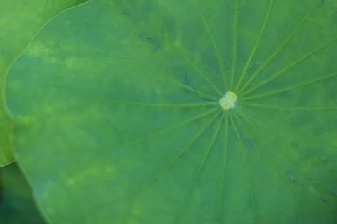 Pattern of lotus leaf Fotos Stock