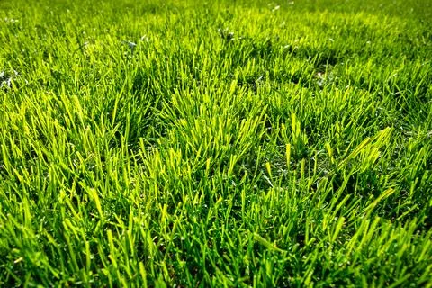 Pattern of a lush grass in the garden Stock Photos