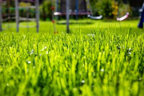 Pattern of a lush grass in the garden Stock Photos