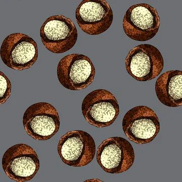 Pattern macadamia nut raw sketch hand drawn Stock Illustration