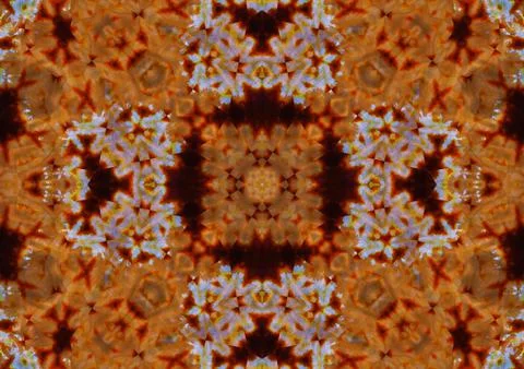 Pattern of Macro marigold orange flower Stock Illustration