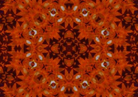 Pattern of Macro marigold orange flower 스톡 일러스트