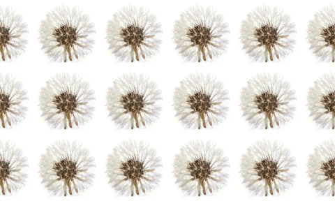 Pattern Macro shot of a dandelion on a white background. Close-up Stock Photos