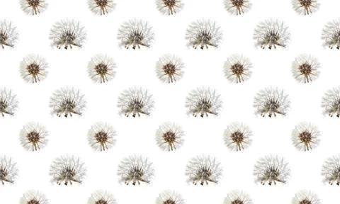 Pattern Macro shot of a dandelion on a white background. Close-up Stock Photos
