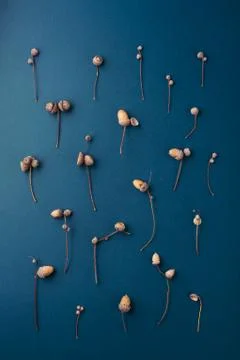 Pattern made of acorns. Stock Photos