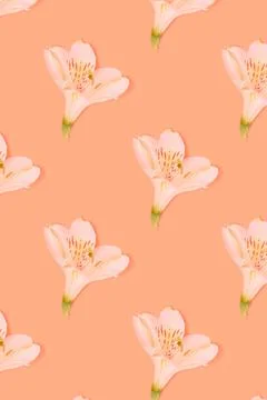 Pattern made of alstroemeria flower. Stock Photos