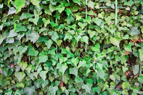 A pattern made of an array of wild green ivy. The plant covers the fence an.. 库存照片