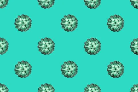 Pattern made beautiful green succulent on mint background. 스톡 일러스트