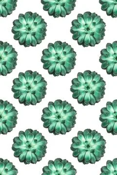 Pattern made beautiful green succulent isolated on white background. Stock Illustration