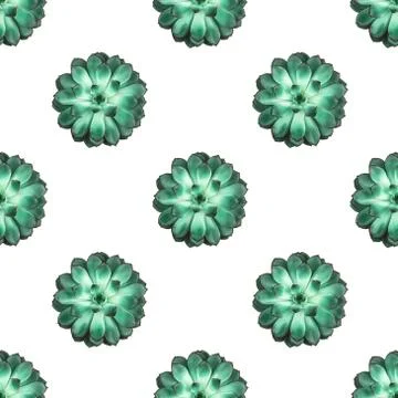 Pattern made beautiful green succulent isolated on white background. Stock-Fotos