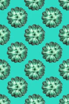 Pattern made beautiful green succulent on mint background. Stock Photos