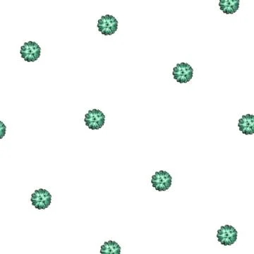 Pattern made beautiful green succulent isolated on white background. Stock Photos