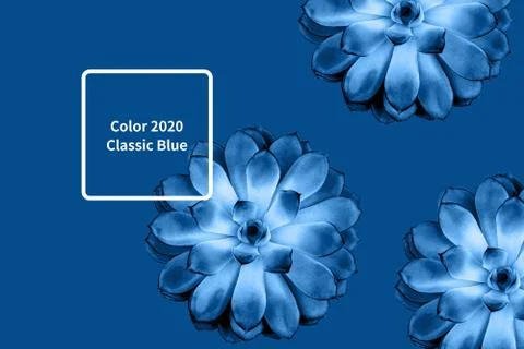 Pattern made beautiful succulent on blue background. Stock Photos