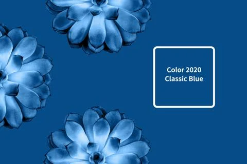 Pattern made beautiful succulent on blue background. Stock Photos