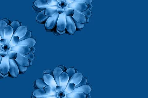 Pattern made beautiful succulent on blue background. Stock Photos