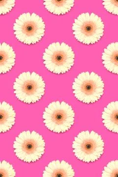 Pattern made of beige gerbera flower on a magenta background. Stock Photos