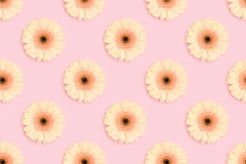 Pattern made of beige gerbera flower on a pink background. Stock Photos